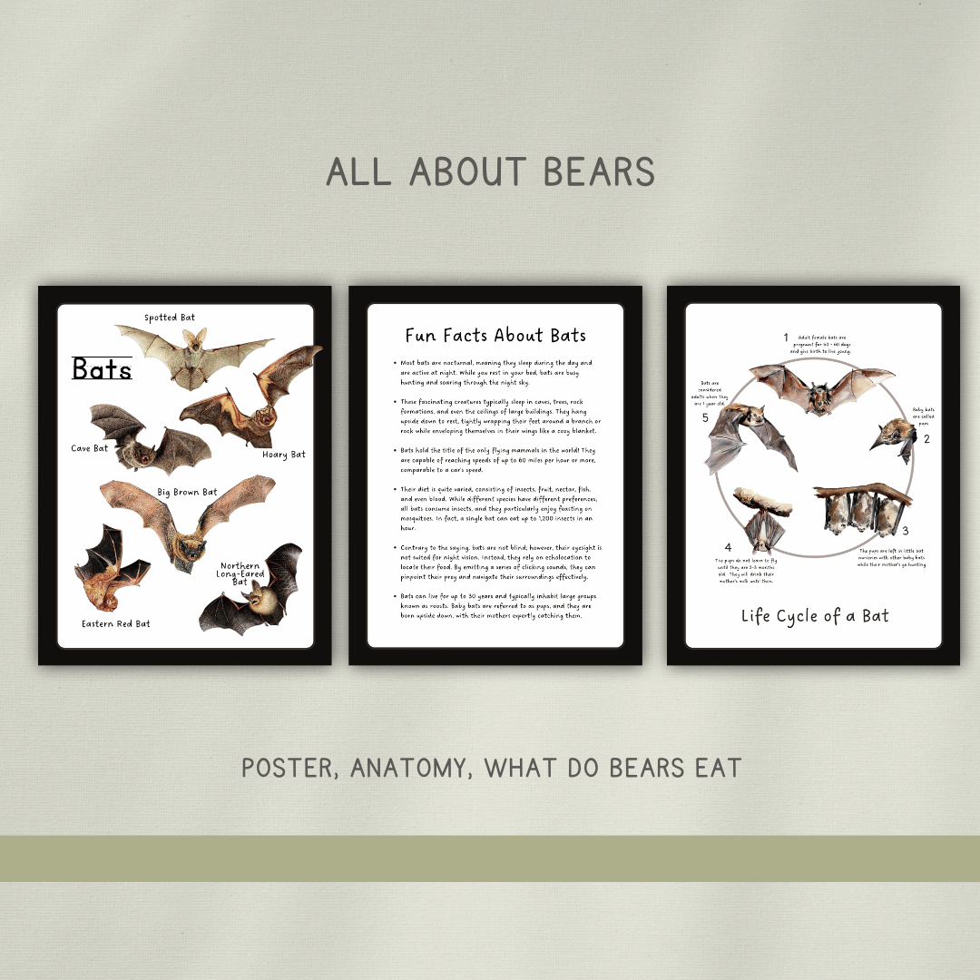 Bats - Preschool Activity Pages - Chickadees Wooden Toys