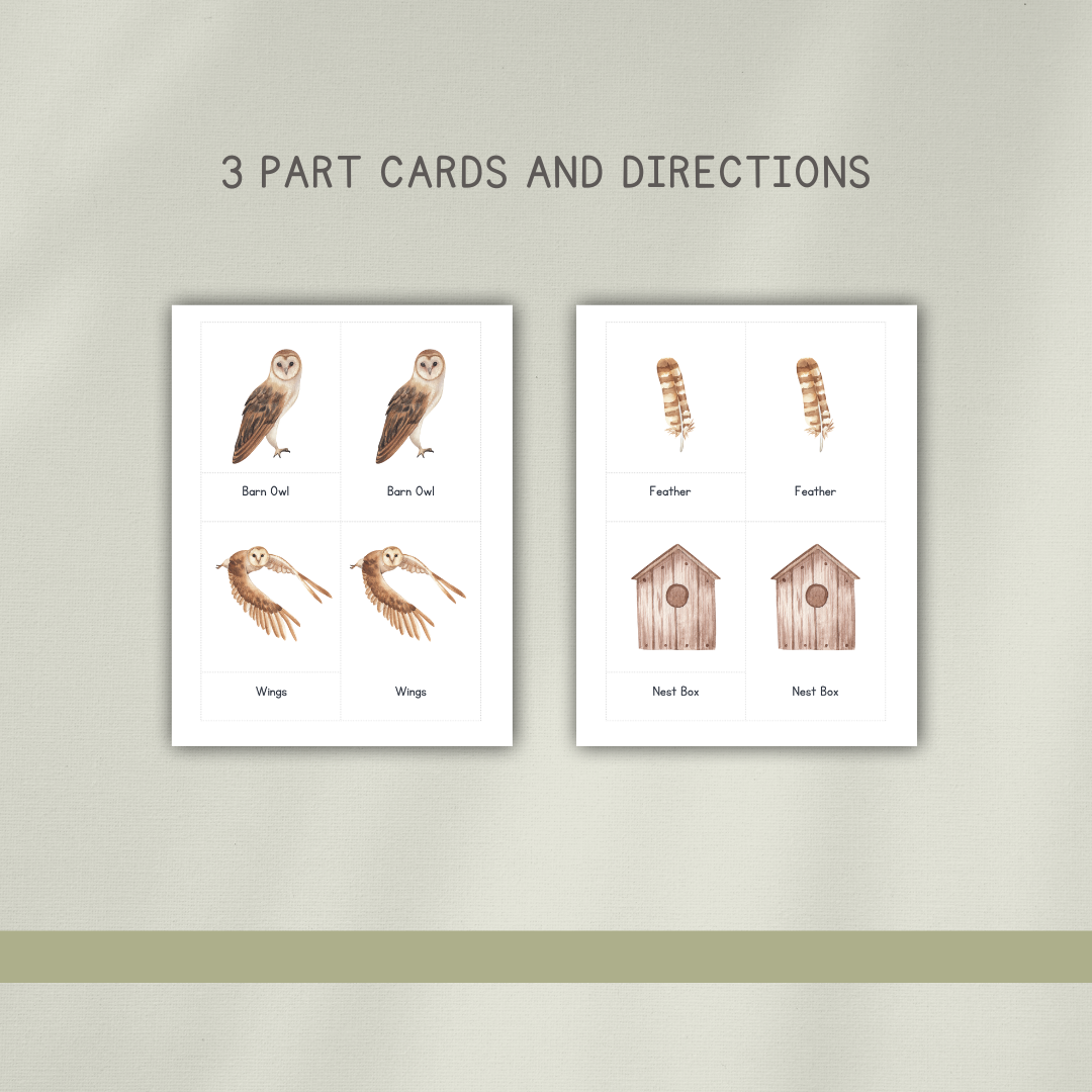 Barn Owls - Preschool Activity Pages - Chickadees Wooden Toys