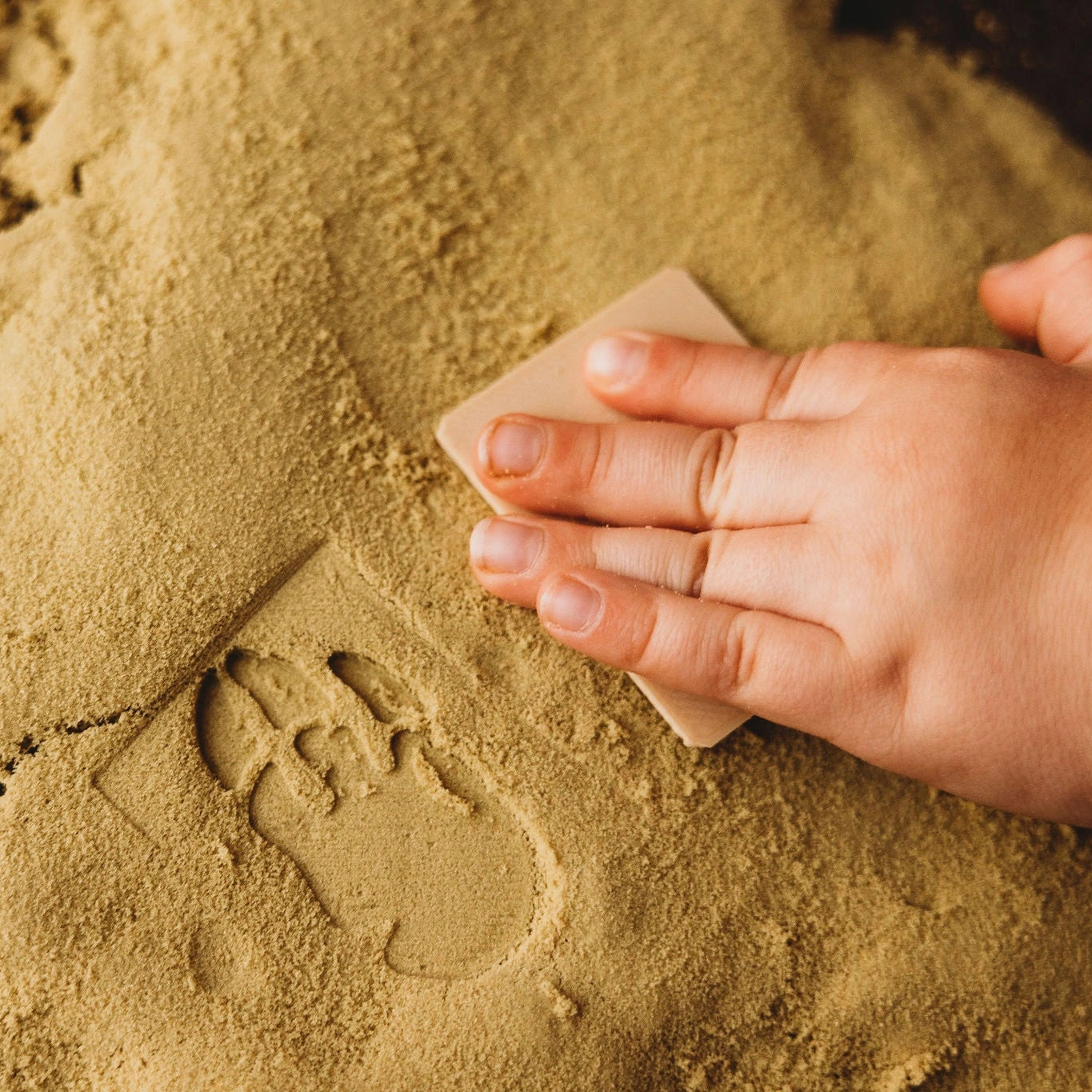 Dinosaur Footprints - Eco Stamp Set