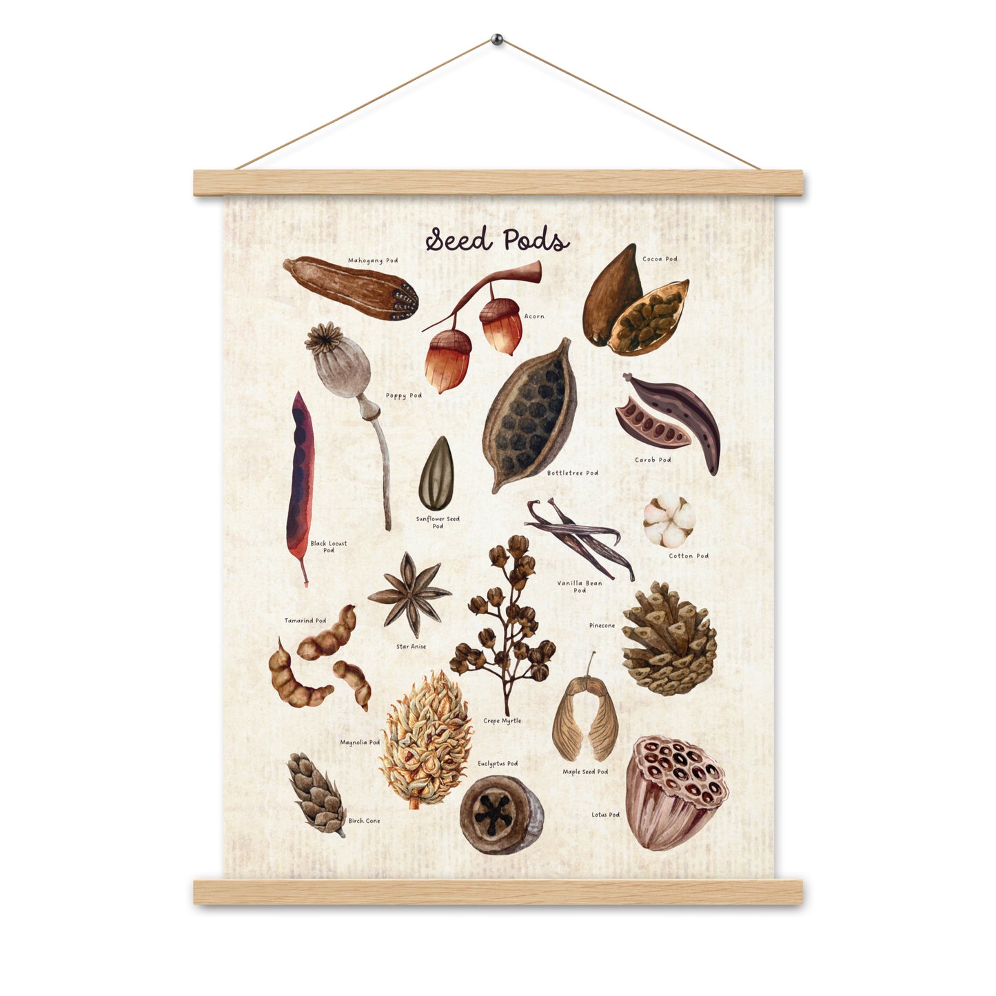 Seed Pods - Matte 18x24 Poster with Wooden Hanger - Vintage Look - Chickadees Wooden Toys