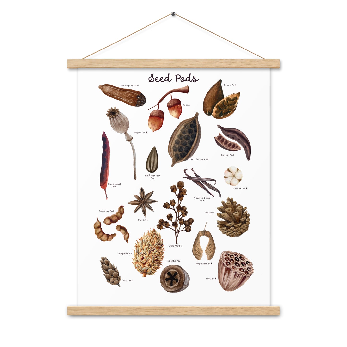 Seed Pods - Matte 18x24 Poster with Wooden Hanger - White - Chickadees Wooden Toys