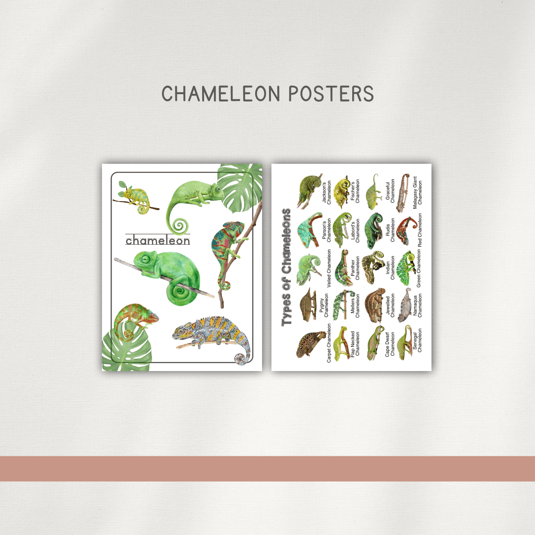 Chameleons - Preschool Activity Pages - Chickadees Wooden Toys