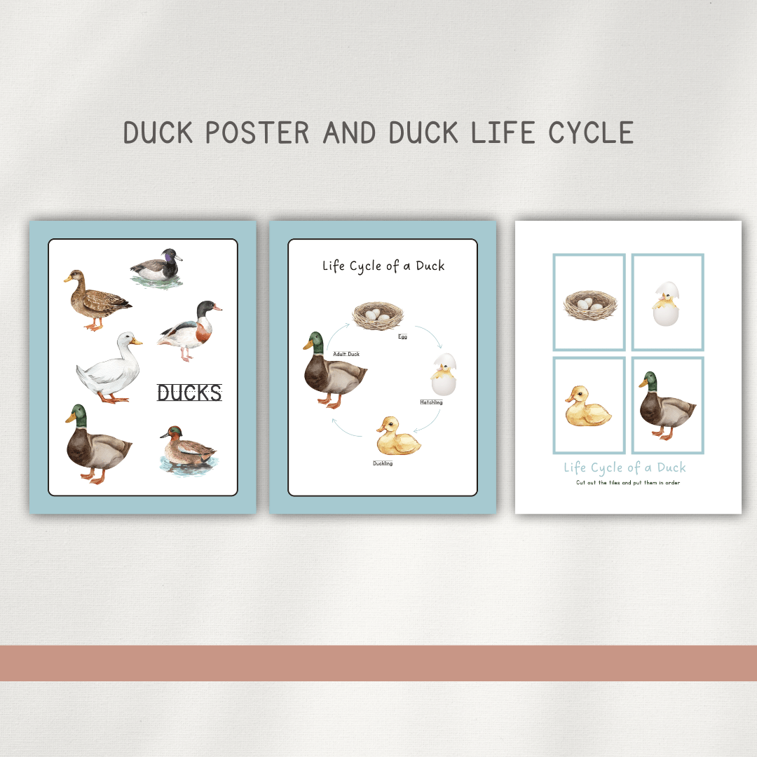 Ducks - Preschool Activity Pages - Chickadees Wooden Toys