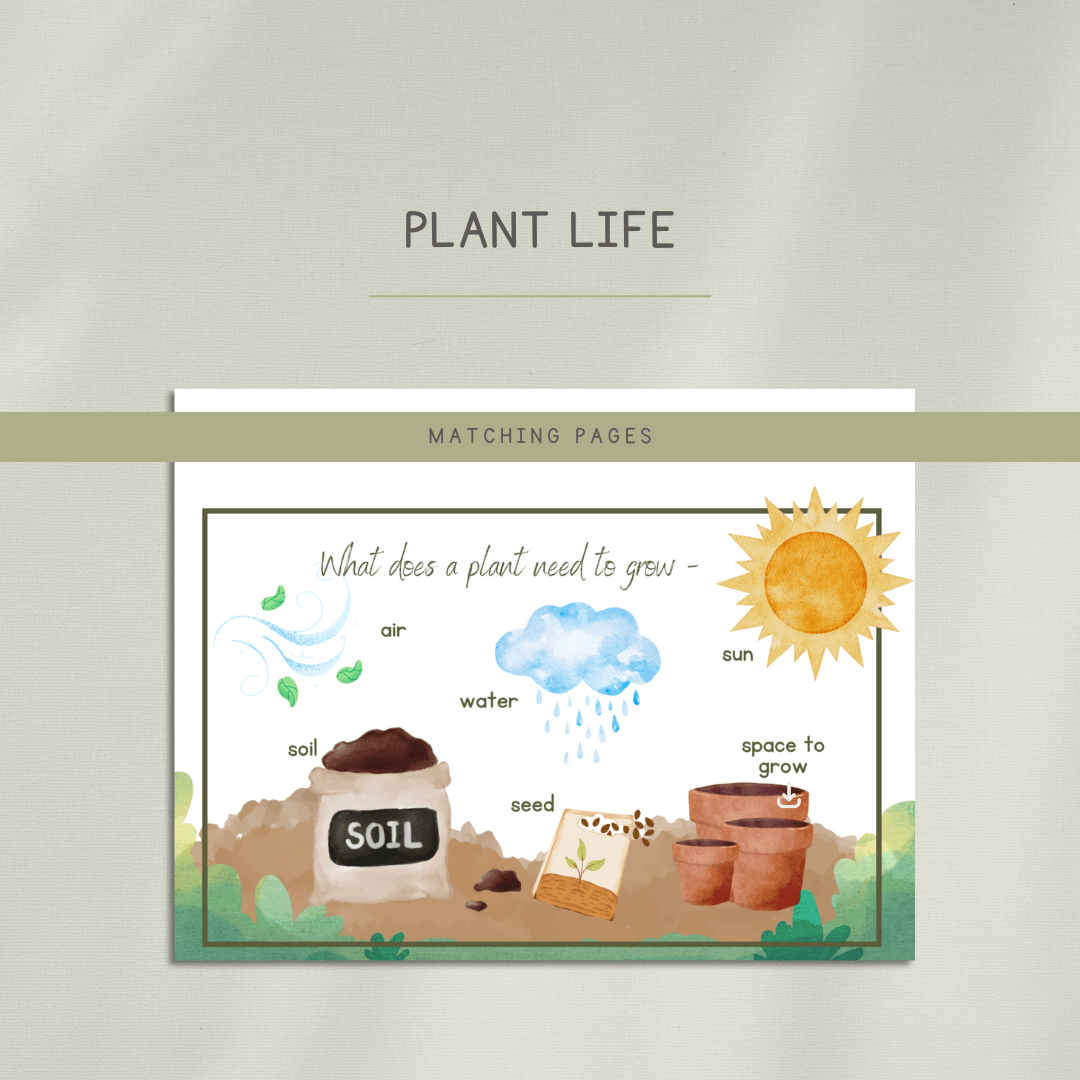 Plant Life Preschool Activity Pages - Chickadees Wooden Toys