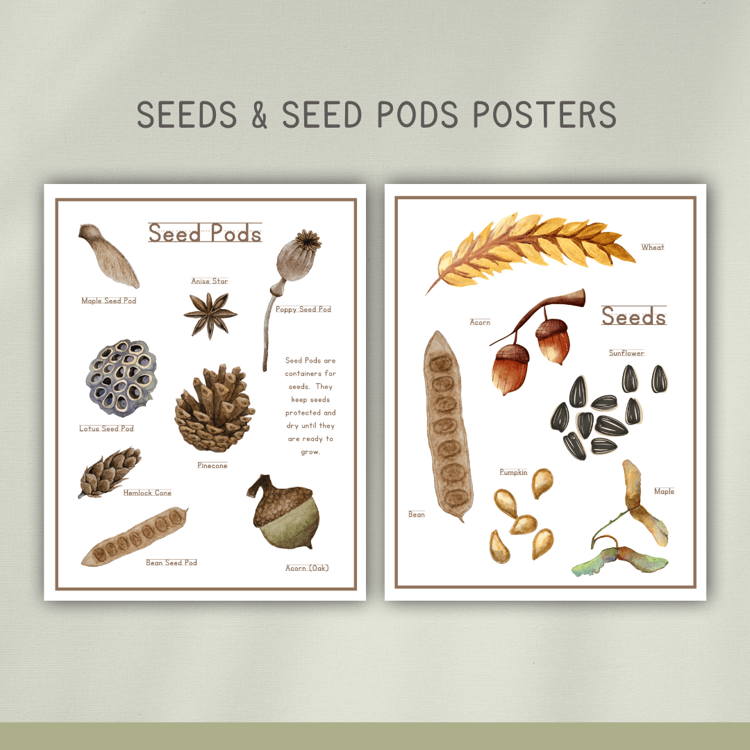 Seeds Preschool Activity Pages - Chickadees Wooden Toys