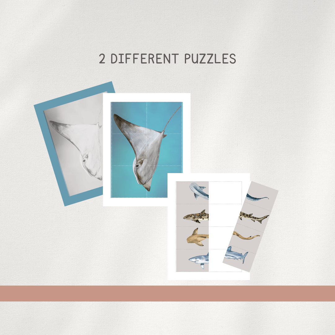 Sharks - Preschool Activity Pages - Chickadees Wooden Toys