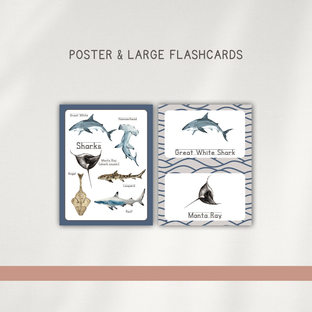 Sharks - Preschool Activity Pages - Chickadees Wooden Toys