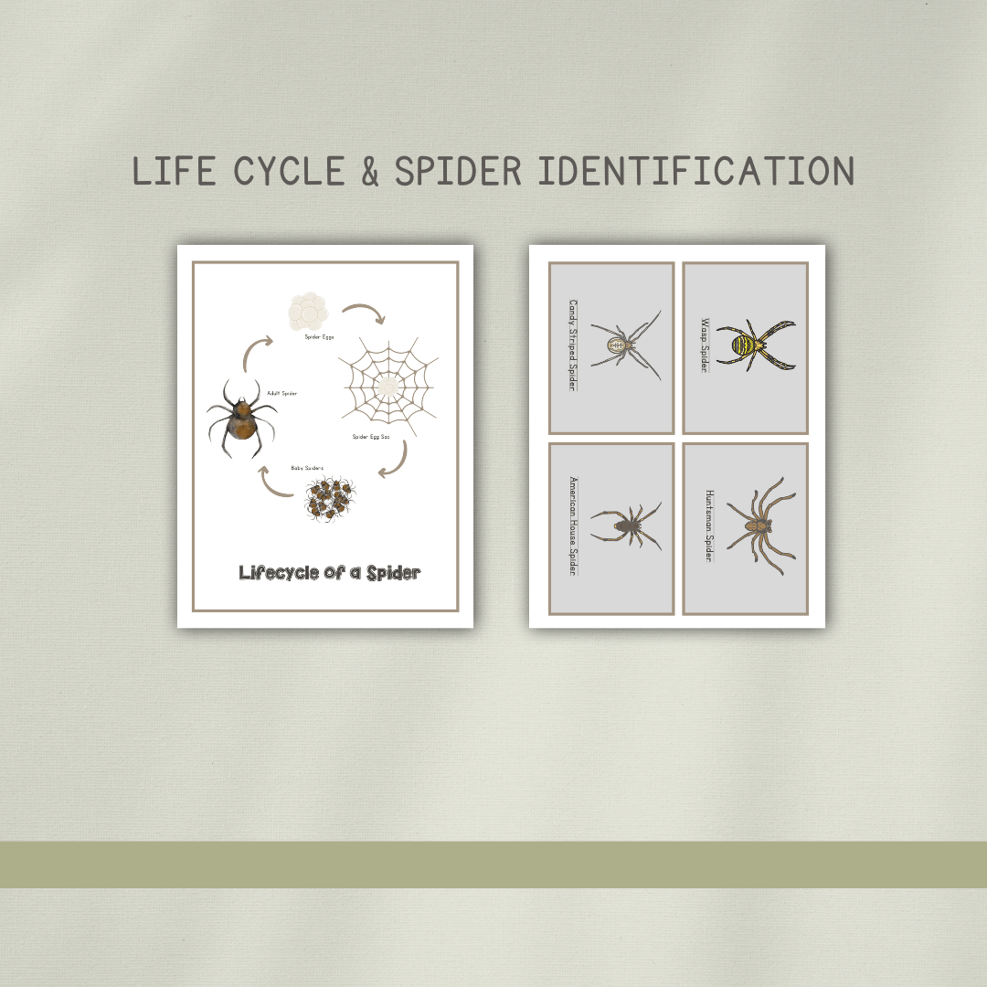 Spider Activity Pages - Chickadees Wooden Toys