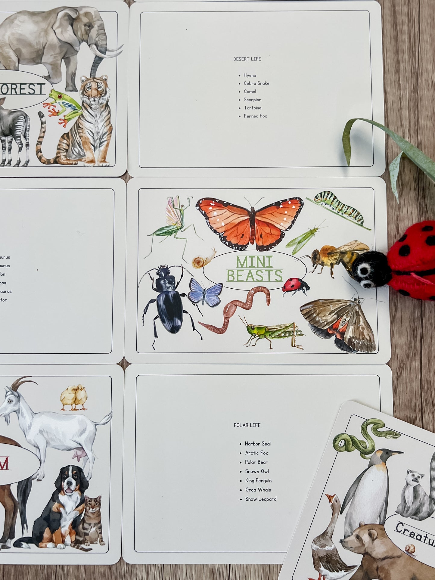 Creature Cards - Set 1 - Chickadees Wooden Toys