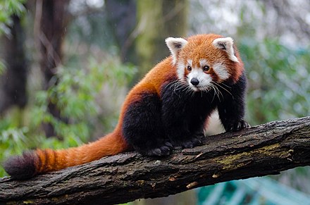 Felt Finger Puppet: Red Panda - Chickadees Wooden Toys