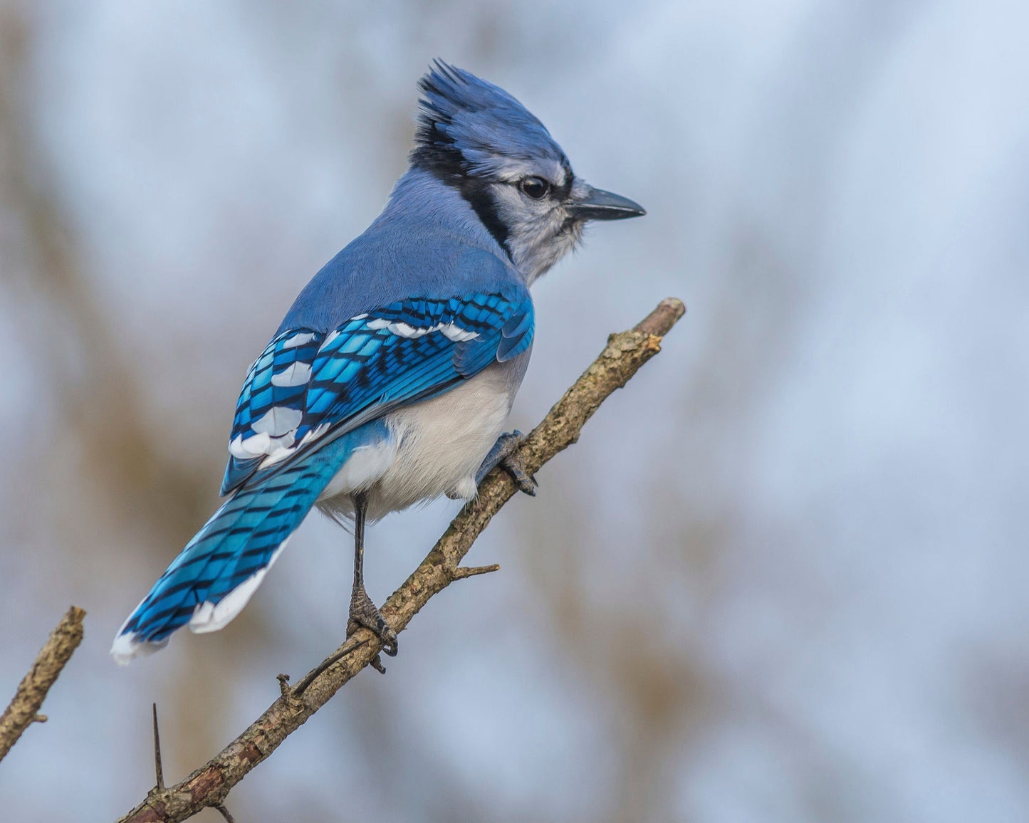Felt Garland - Blue Jay - Chickadees Wooden Toys