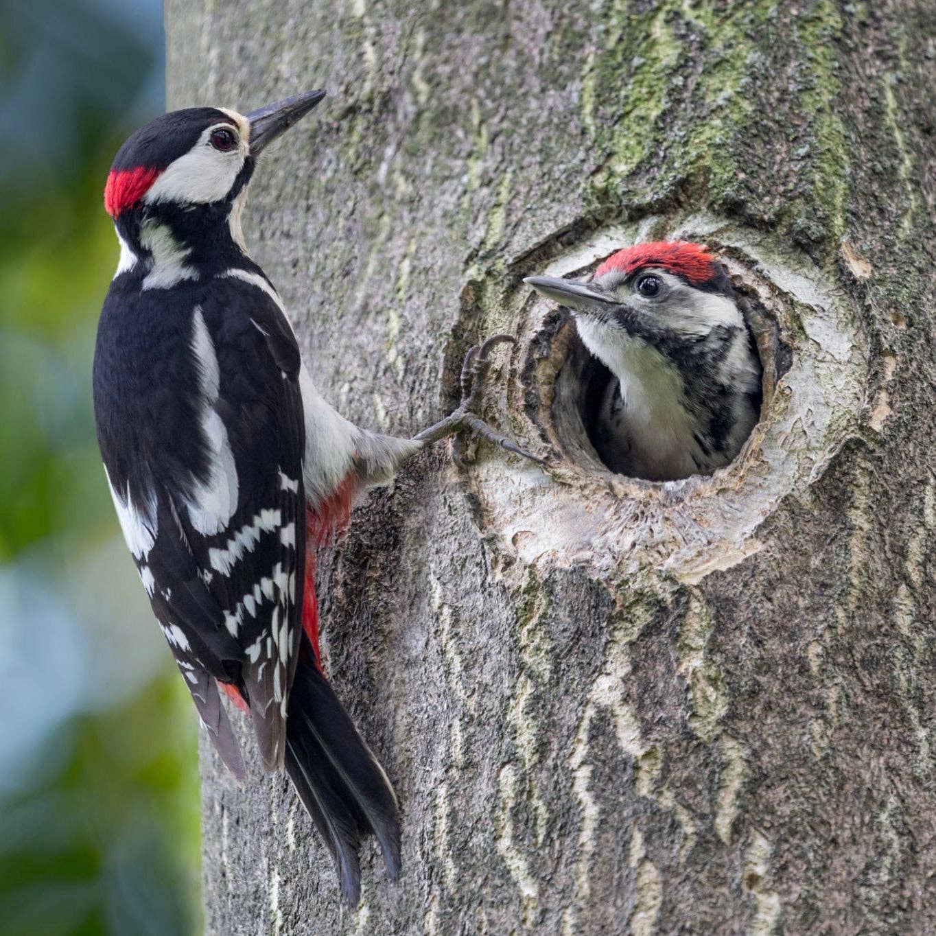 Felt Ornament - Woodpecker - Chickadees Wooden Toys