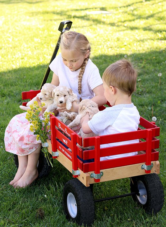 Berlin Flyer Sport Wagon - Model F410 - Amish Made in Ohio, USA - Chickadees Wooden Toys