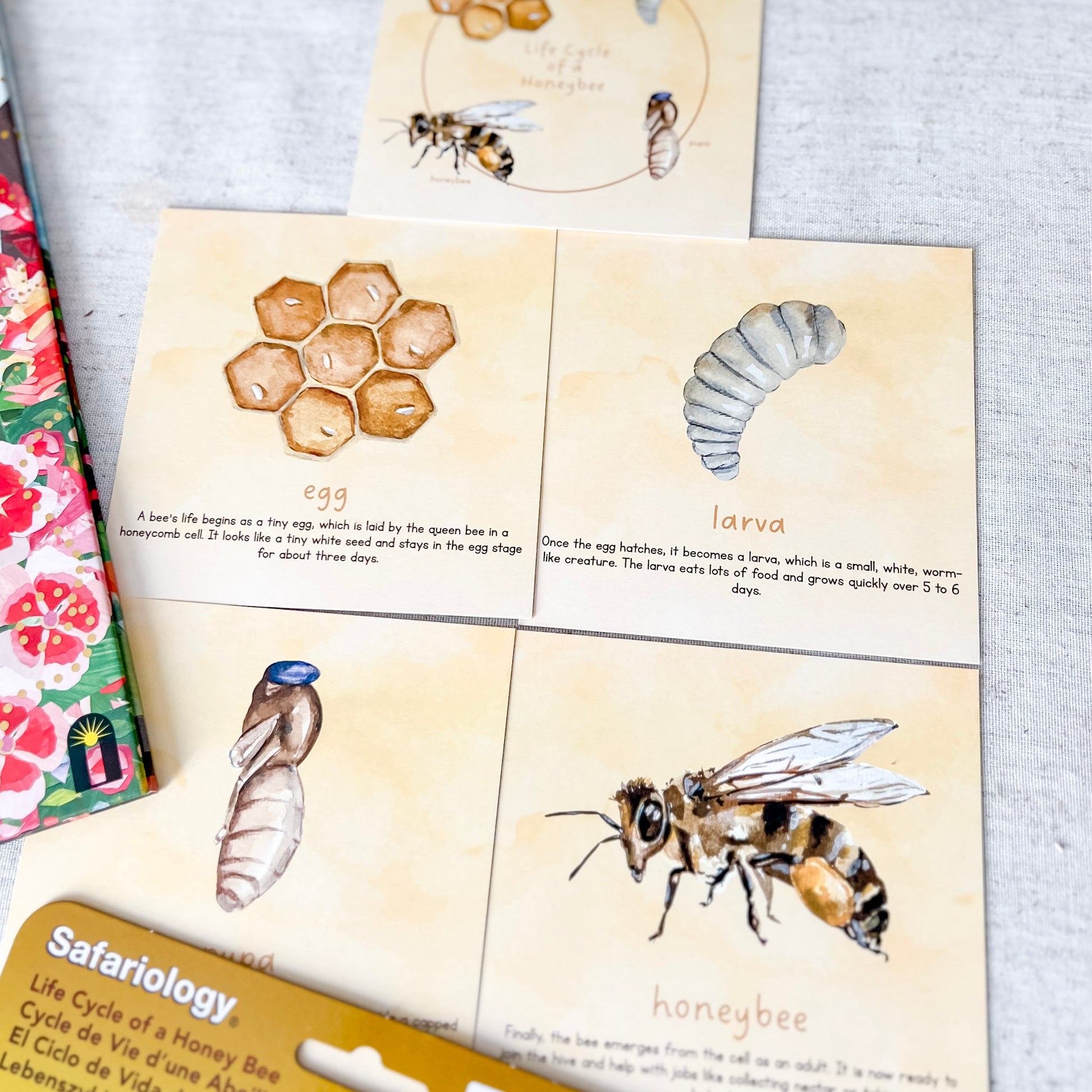 Honeybee Life Cycle - Cards and Figures - Chickadees Wooden Toys