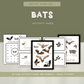 Bats - Preschool Activity Pages