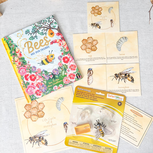 Honeybee Life Cycle - Cards and Figures - Chickadees Wooden Toys