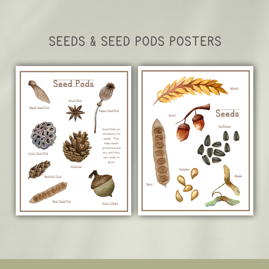 Seeds Preschool Activity Pages