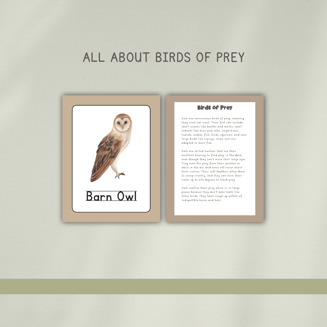 Barn Owls - Preschool Activity Pages