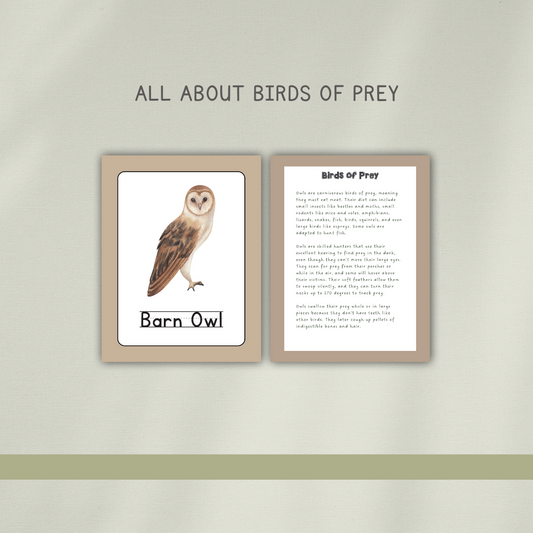 Barn Owls - Preschool Activity Pages - Chickadees Wooden Toys