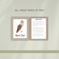 Barn Owls - Preschool Activity Pages