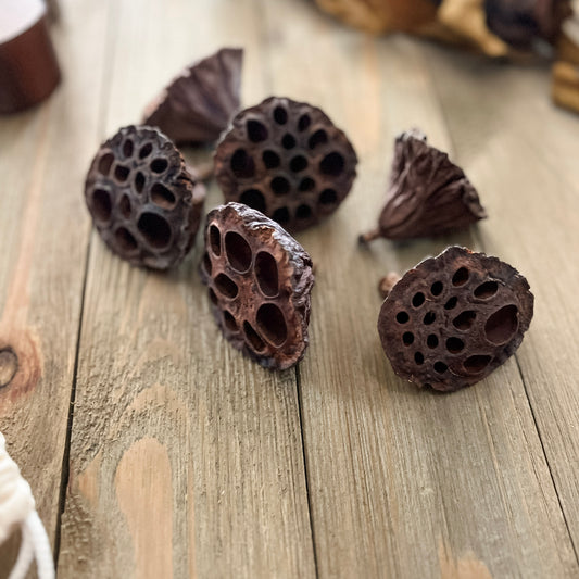 Natural Dried Lotus Pods
