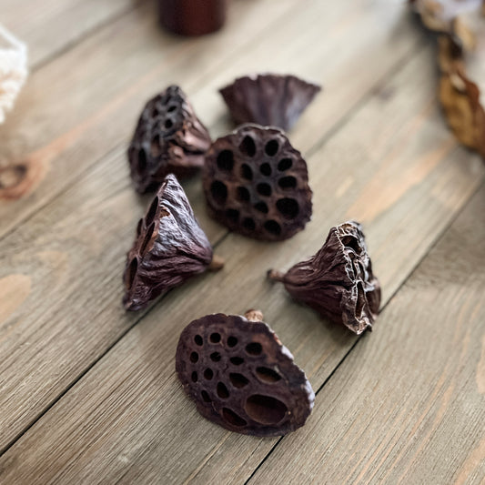 Natural Dried Lotus Pods