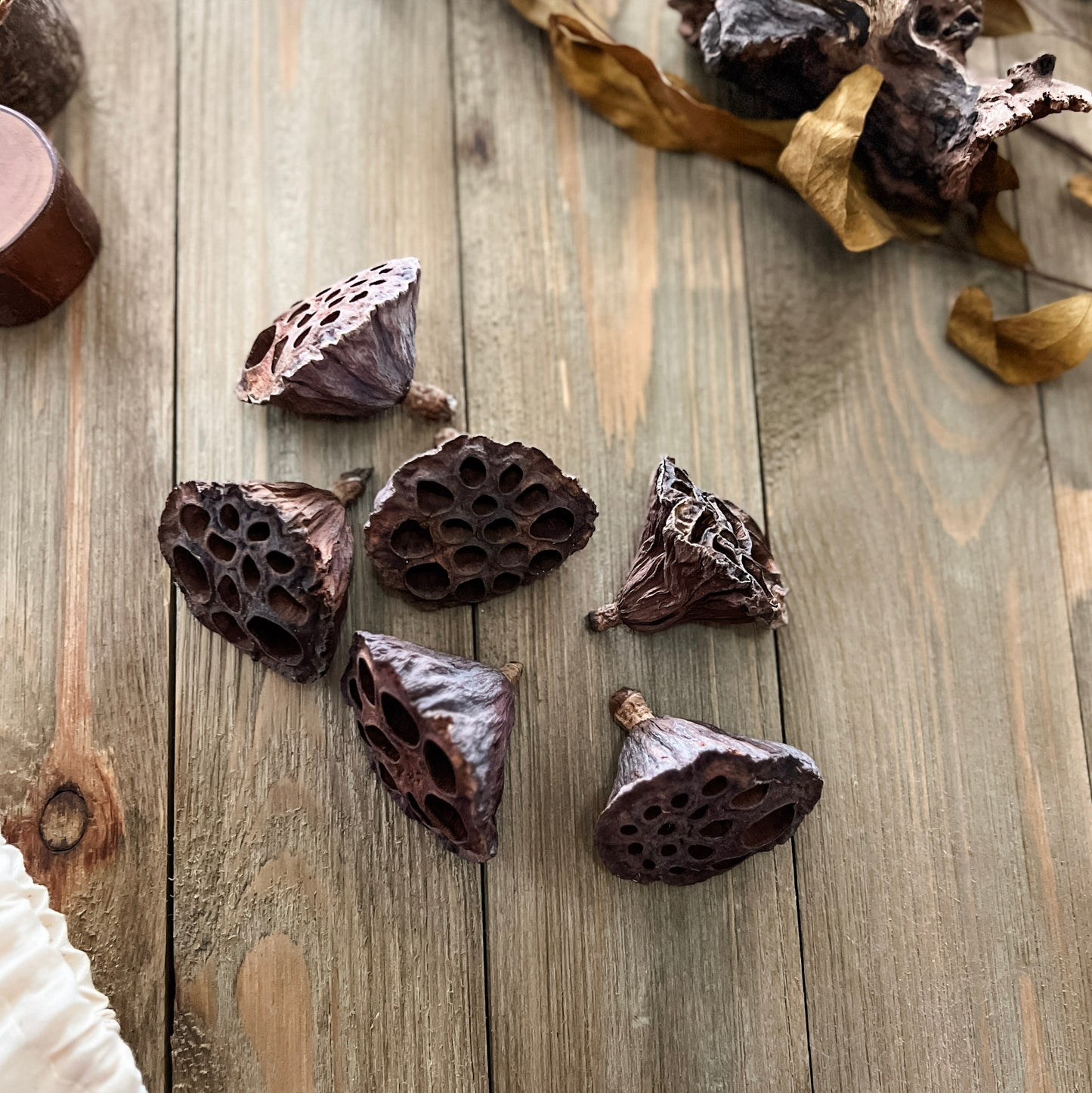 Natural Dried Lotus Pods