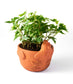 Rakshana Chicken Plant Pot - Terracotta