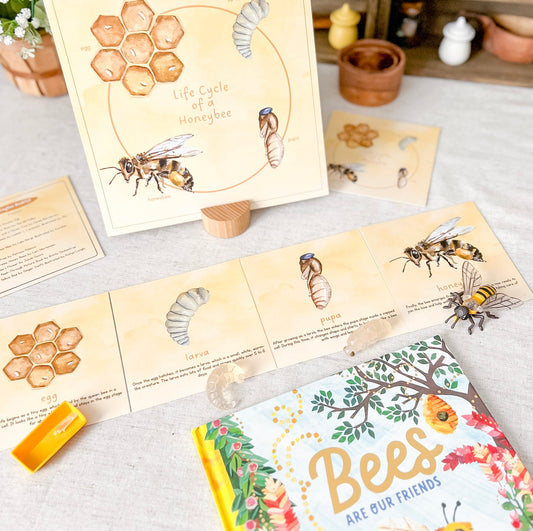 Honeybee Life Cycle - Cards and Figures - Chickadees Wooden Toys