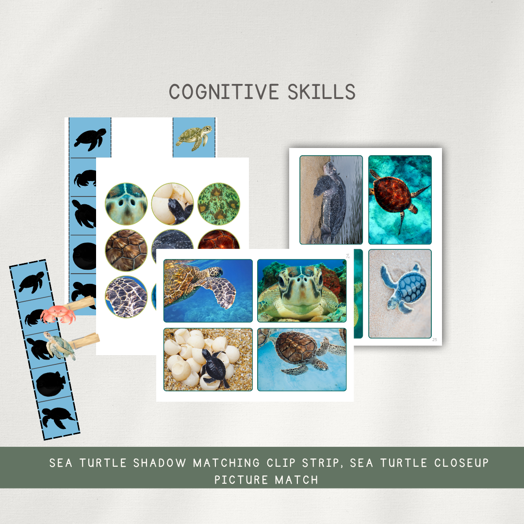 Sea Turtles - Activity Bundle for ages 3-8 - Digital Download