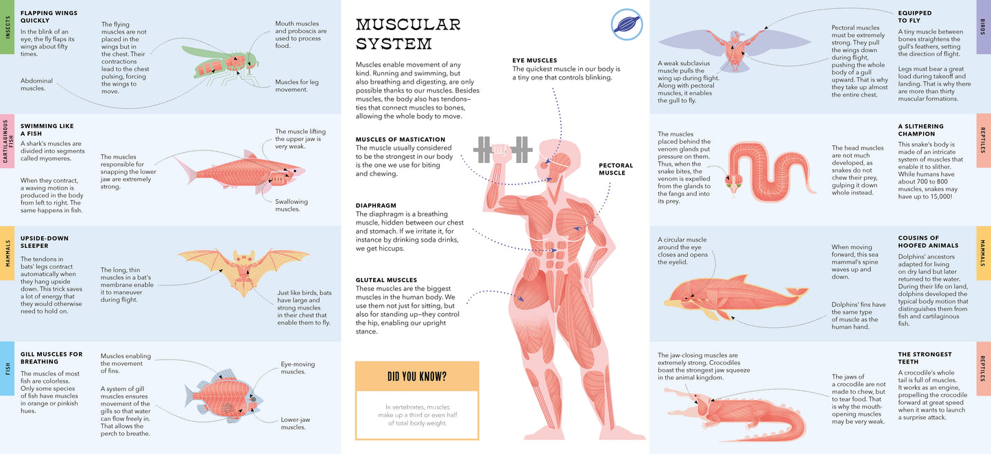 Foldout Anatomy