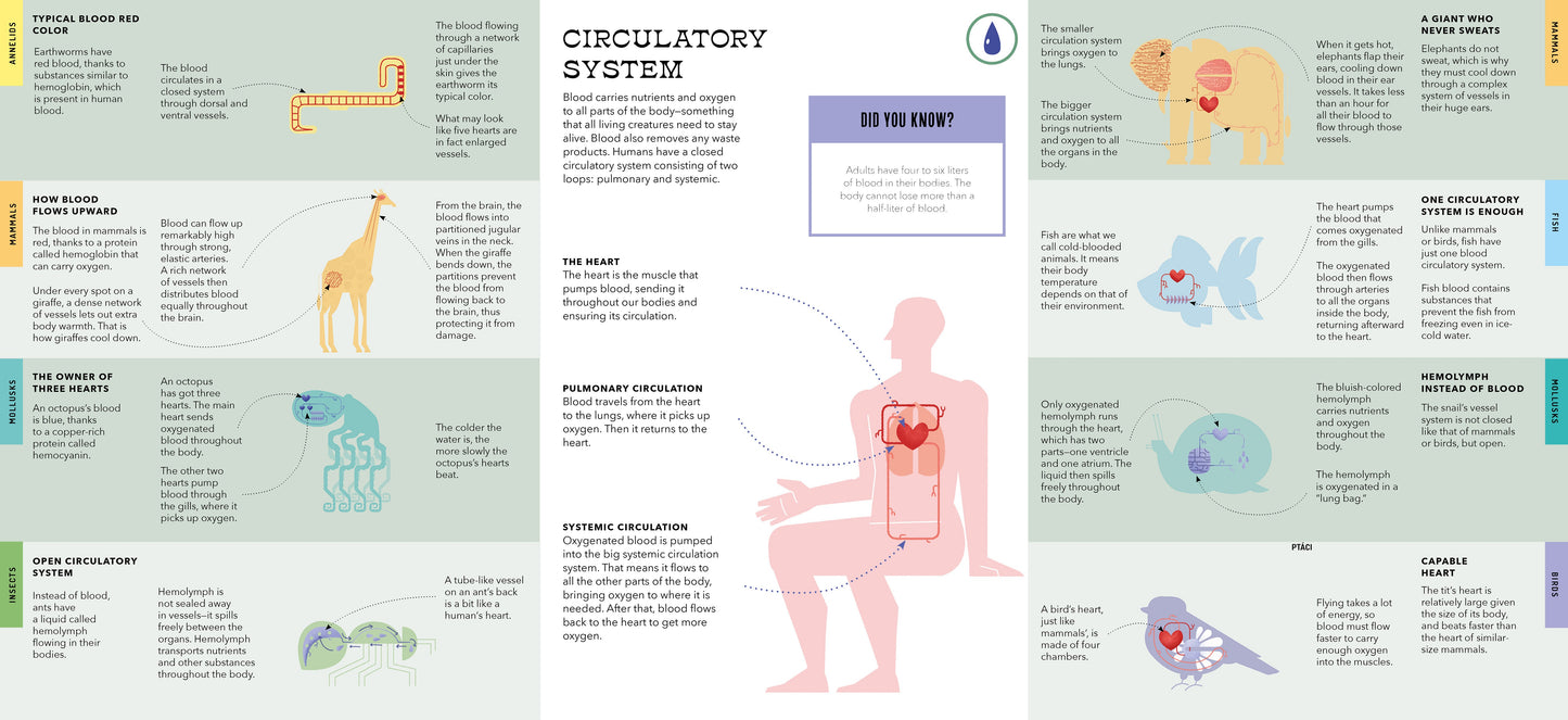 Foldout Anatomy