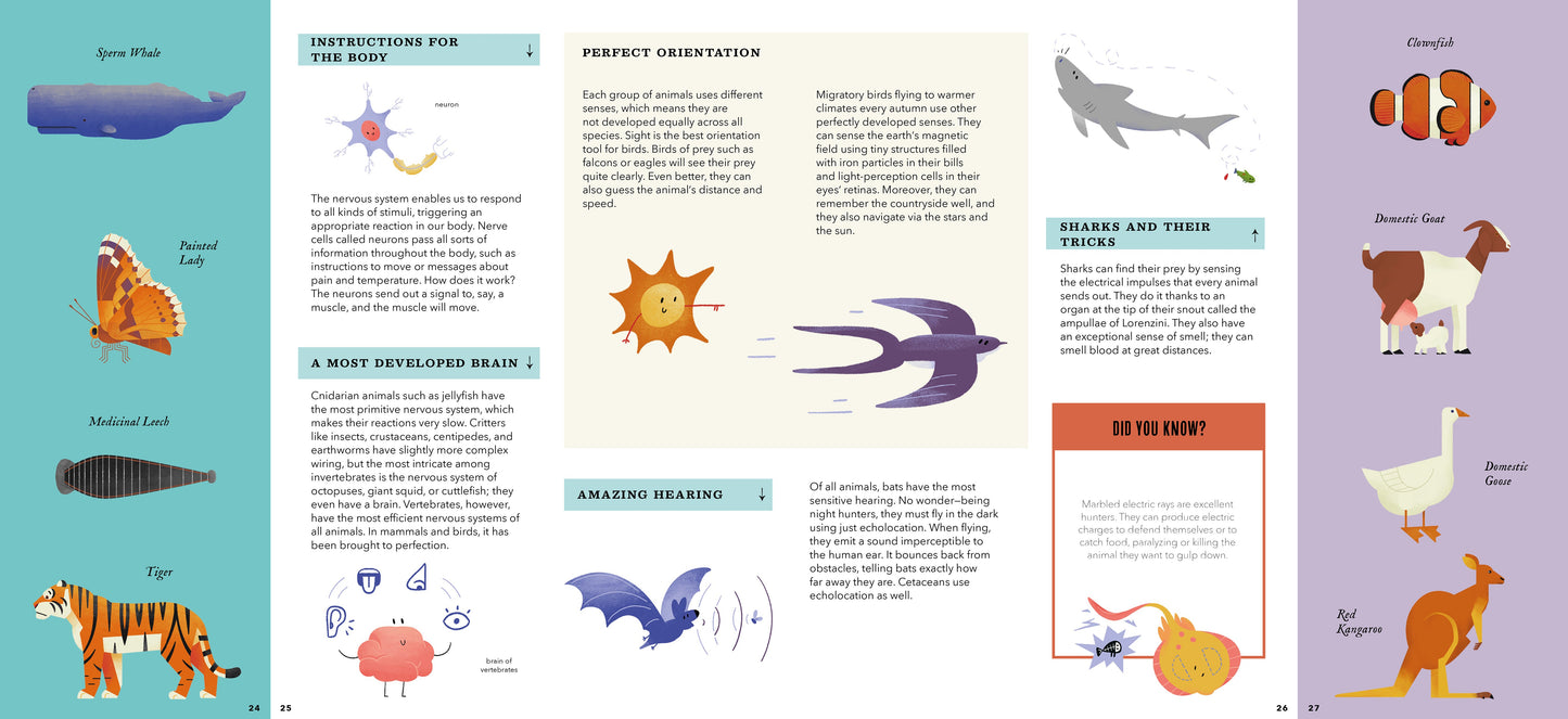 Foldout Anatomy