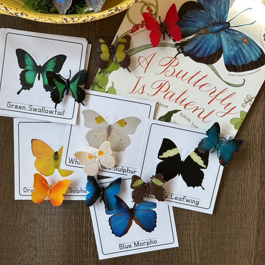 Butterfly-themed educational cards and toy butterflies on a wooden surface.