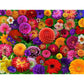Blooming Every Daisy 500 Piece Jigsaw Puzzle Springbok