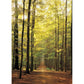 Forest Path 1000 Piece Jigsaw Puzzle Eurographics
