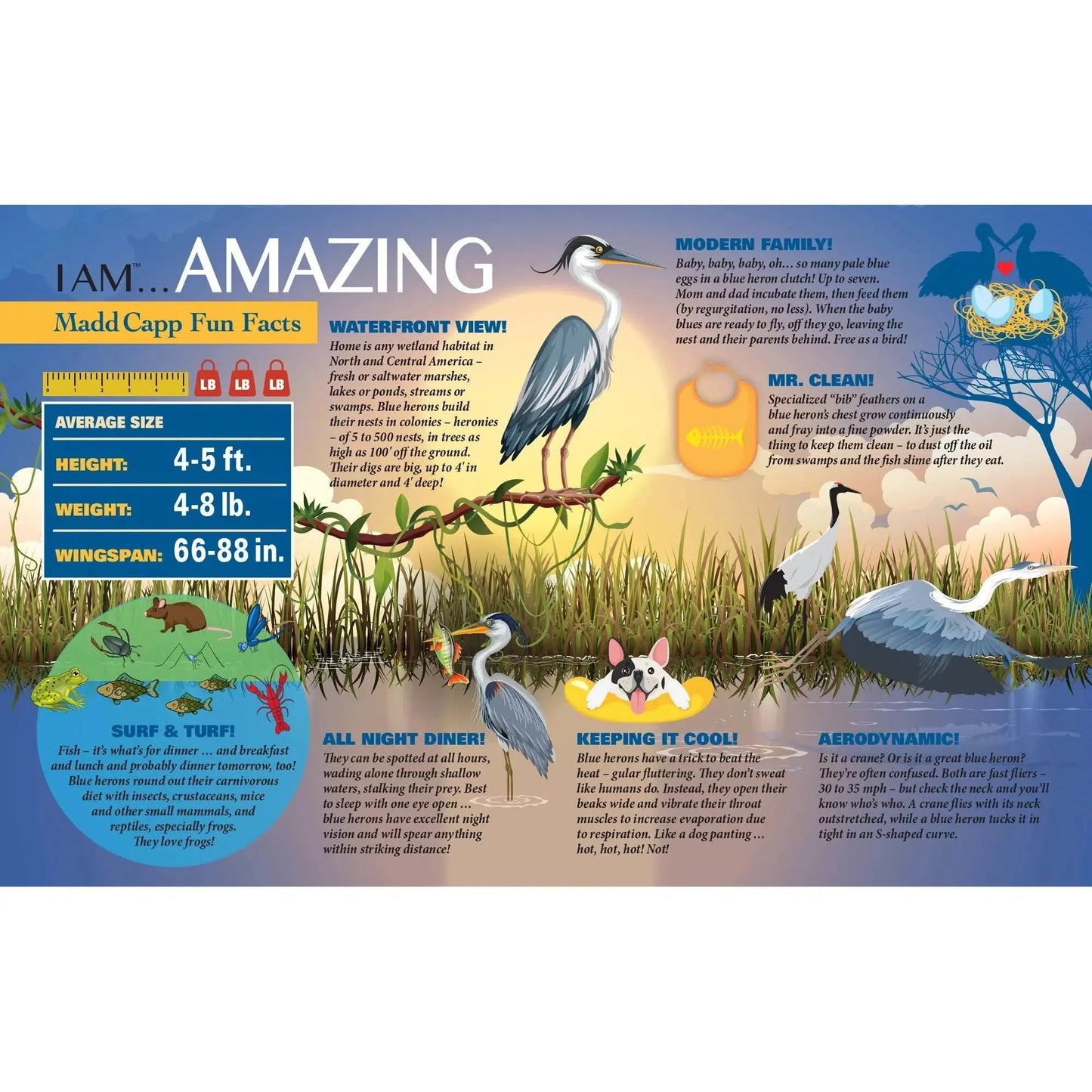 I Am Blue Heron 300 Piece Bird Shaped Jigsaw Puzzle Madd Capp