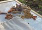 Alphabet Magnet Play Set and Whiteboard Bundle - Chickadees Wooden Toys