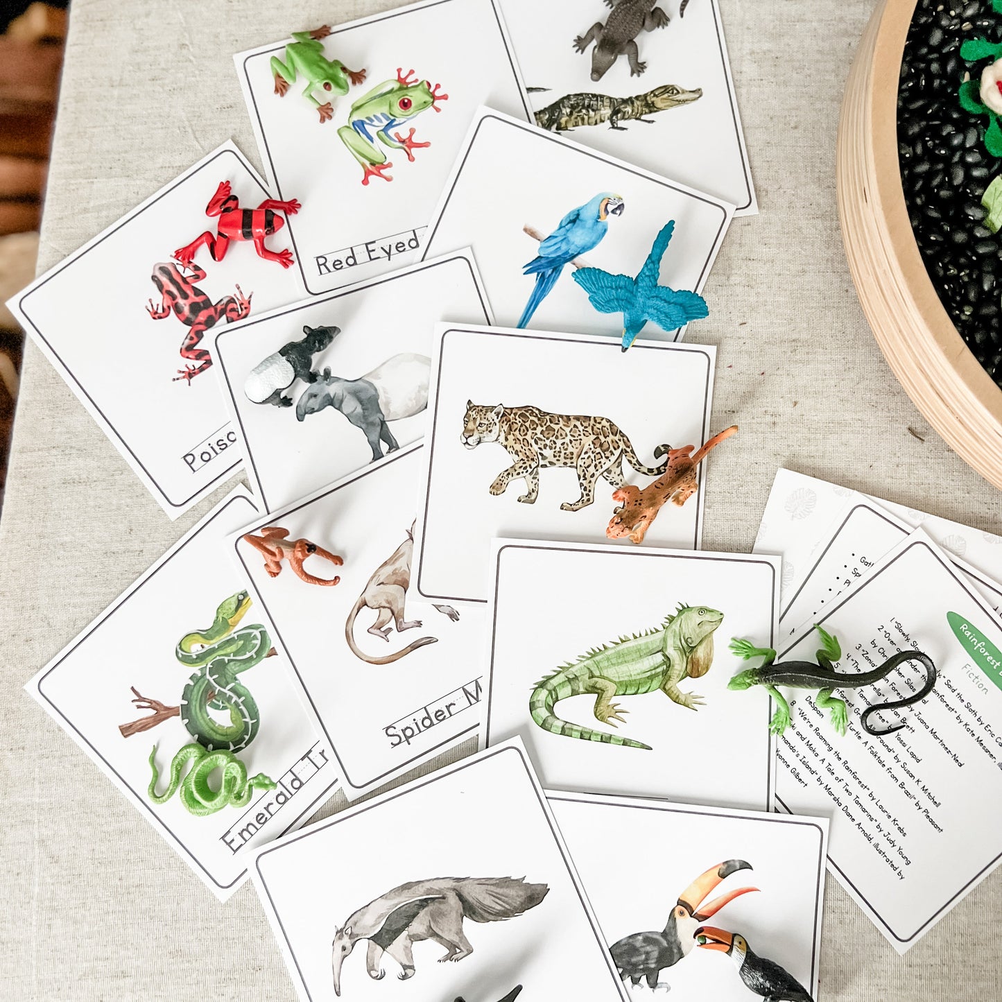 Rainforest - Read & Play Box