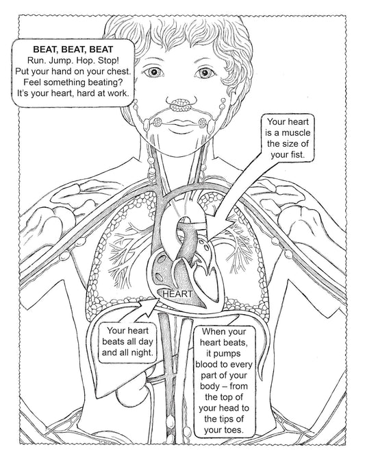 My First Human Body Book (Spiral Bound) - Chickadees Wooden Toys