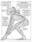 My First Human Body Book (Spiral Bound)