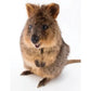 Quokka 100 Piece Mini Jigsaw Puzzle NYPC