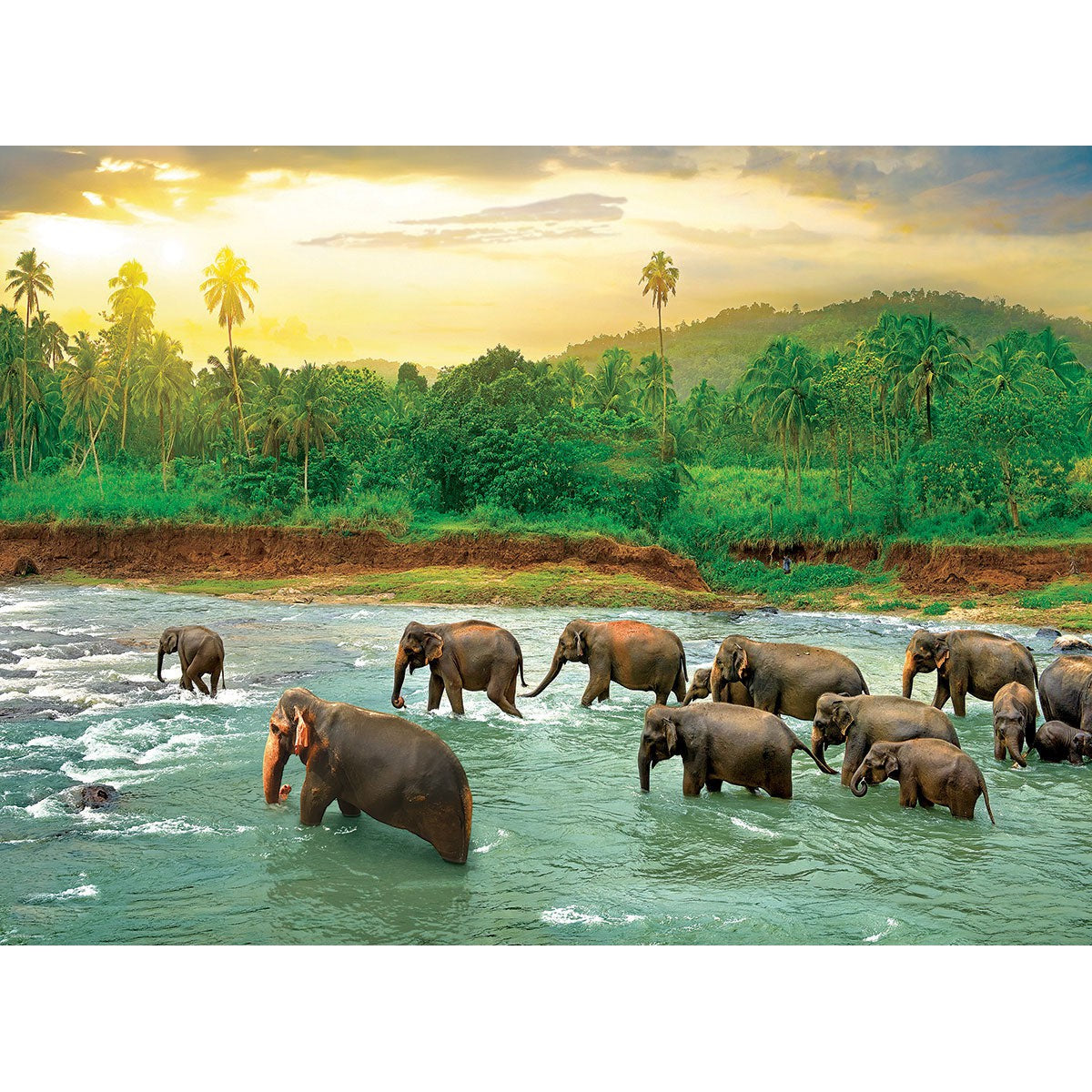 Rainforest 1000 Piece Jigsaw Puzzle Eurographics