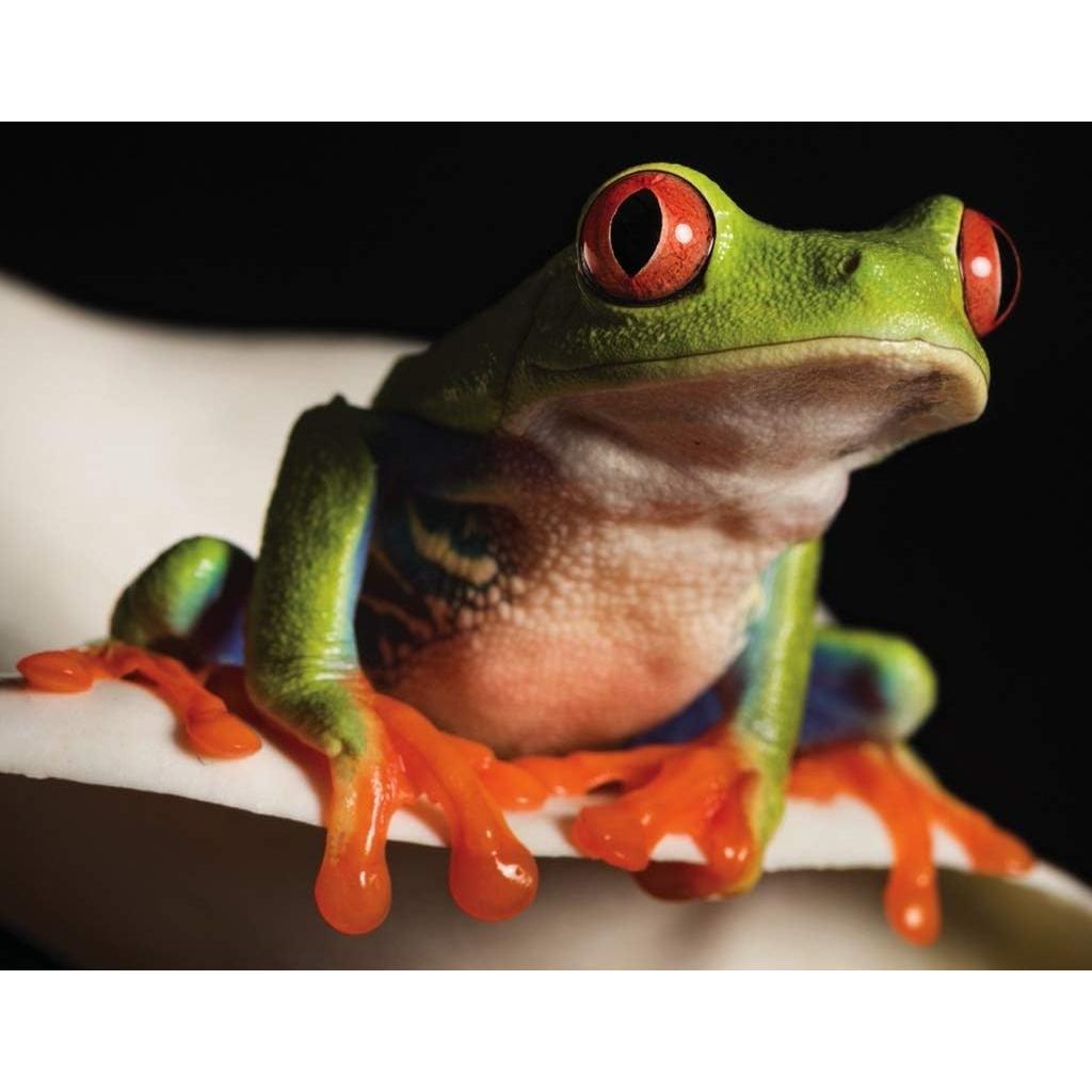Red Eyed Tree Frog 100 Piece Mini Jigsaw Puzzle NYPC