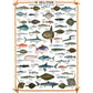 Sea Fish 1000 Piece Jigsaw Puzzle Eurographics