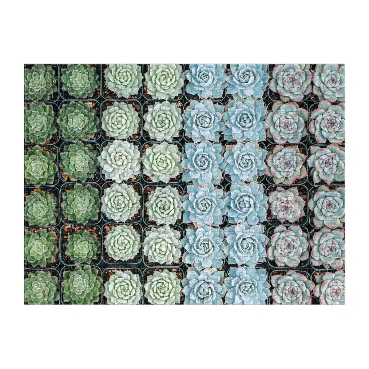Succulent Garden Double-Sided 500 Piece Jigsaw Puzzle Galison
