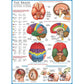 The Brain 1000 Piece Jigsaw Puzzle Eurographics