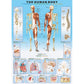 The Human Body 1000 Piece Jigsaw Puzzle Eurographics