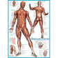 The Muscular System 1000 Piece Jigsaw Puzzle Eurographics