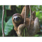 Three Toed Sloth National Geographic 500 Piece Jigsaw Puzzle NYPC